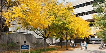 yellow fall foliage in trees outside campus buildings