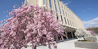 pink flowering tree outside hillman library