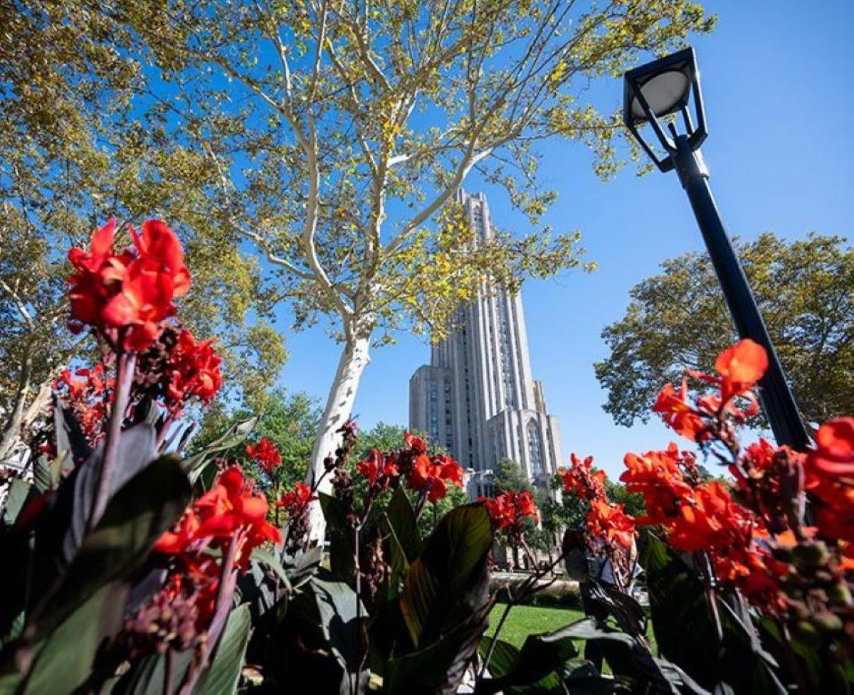 Flowers blooming on campus